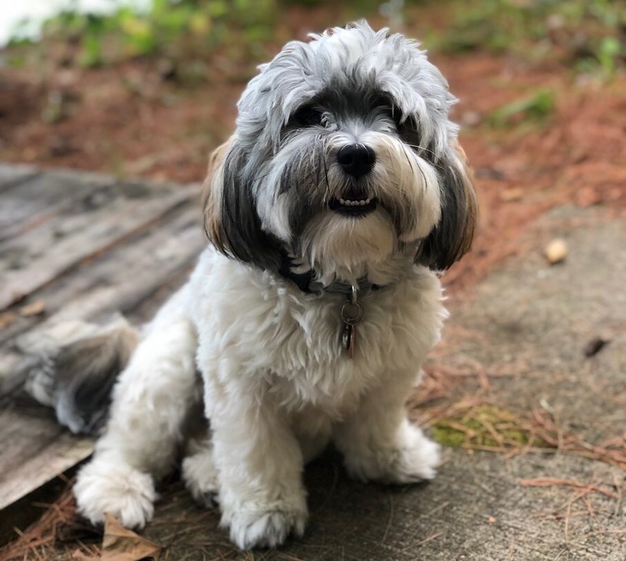 Hearts Delite Havanese Ontario