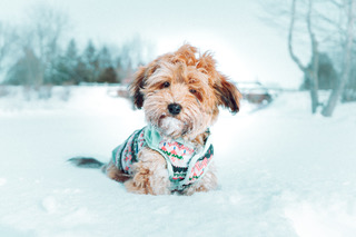 Bramble Field Havanese ON