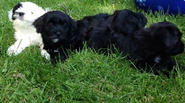 Old Havana Havanese Ontario