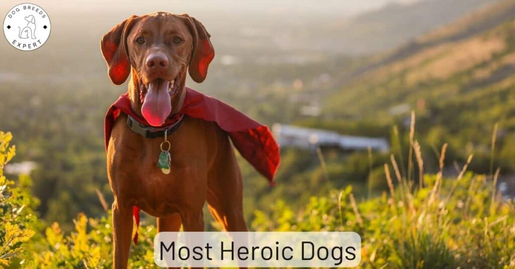 10 Of The Most Heroic Dogs; What Did They Do?