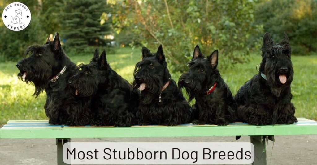 10 of The Most Stubborn Dog Breeds That Are Difficult To Train