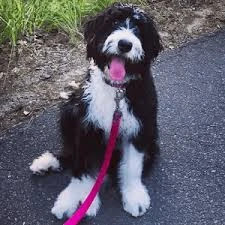 Bernedoodle-outdoor