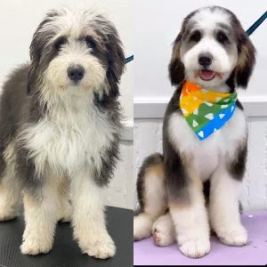 Bernedoodle-grooming