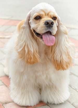 An American Cocker Spaniel sitting down on a brick path against a white background