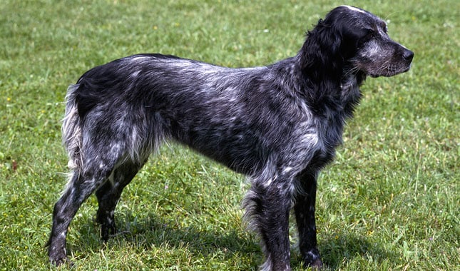 A Blue Picardy Spaniel standing on grass in a field