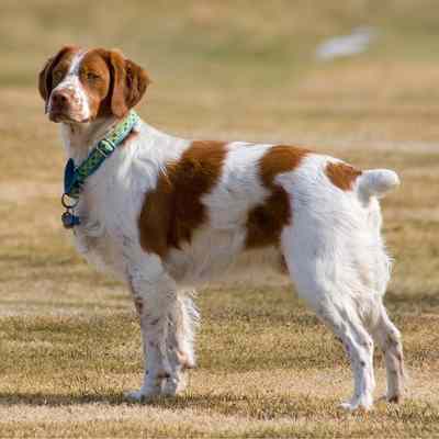 A brown and white Brittany Spaniel standing in a grass field