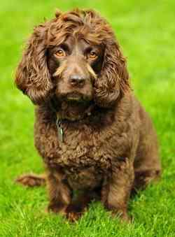 A brown Boykin Spaniel sitting down on bright green grass, looking at the camera