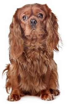 A ruby colored Cavalier King Charles Spaniel sitting down facing the camera, against a white background