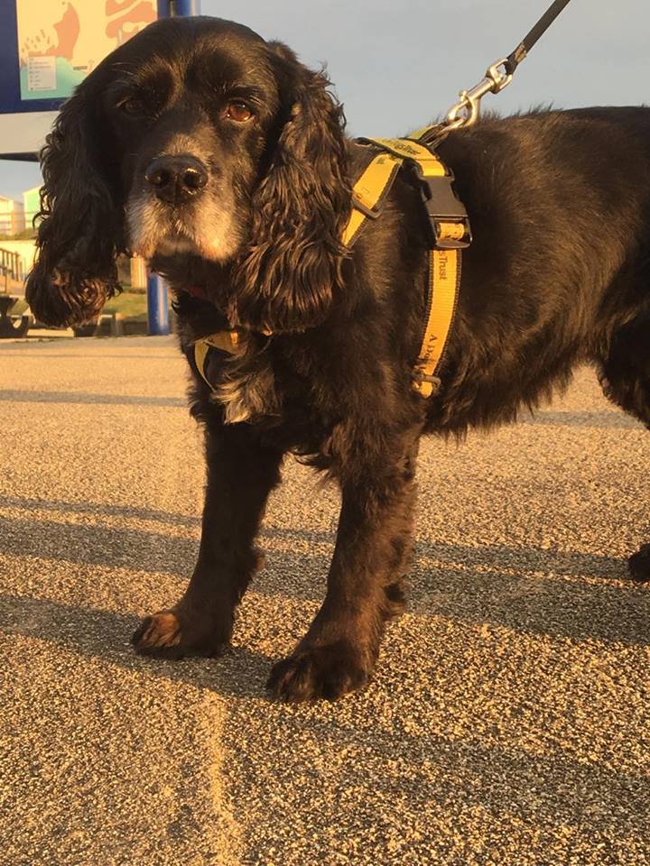 A black English Working Cocker Spaniel with a yellow harness, standing on a brown carpet indoors.