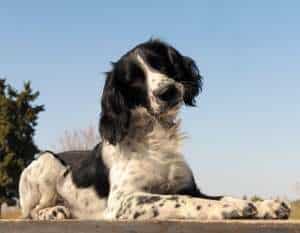 An English Springer Spaniel lying down looking at the camera, with blue sky in the background