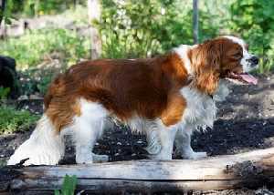 A King Charles Spaniel standing on a timber deck, with green trees in the background