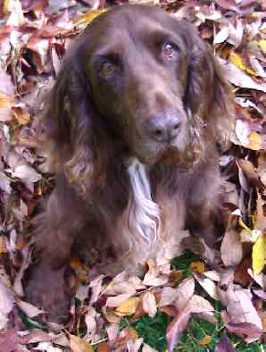 A brown Field Spaniel sitting down in a bed of autumn leaves