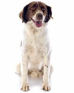 A French Spaniel sitting down facing the camera, against a white background