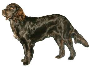 A German Spaniel standing sideways to the camera, against a white background