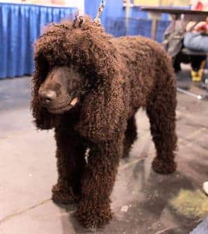 A brown Irish water Spaniel standing on a tiled floor indoors, with its head down