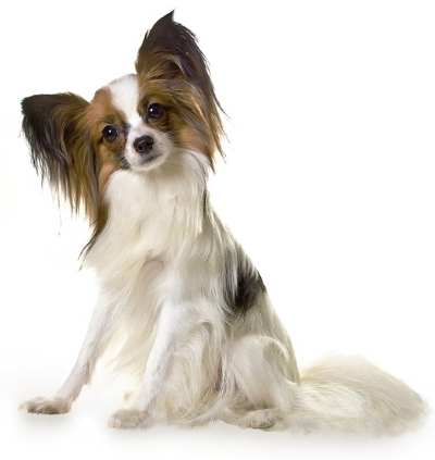 A white Papillon dog sitting down, against a white background