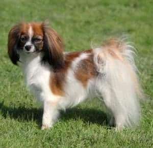 A Phalene dog standing on a grass field in the sunshine