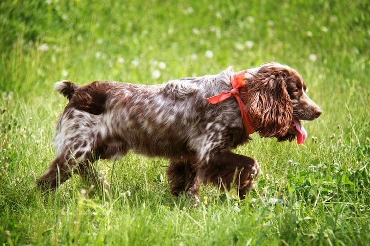 A Russian Spaniel walking in a grassy field