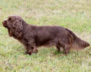 A brown Sussex Spaniel standing on grass, sideways to the camera, looking to the left