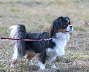 A Tibetan Spaniel on a leash standing on grass