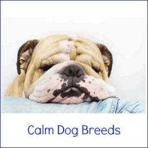 An English Bulldog sleeping, resting its head on a pillow.