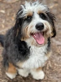 How to Choose of Bernedoodle Breeder in Oregon