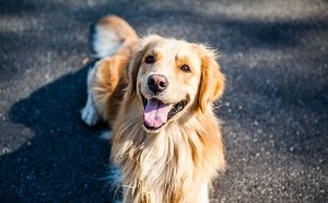 Golden Retriever Puppies in British Columbia