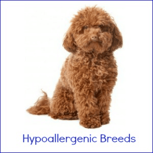 Labradoodle dog sitting down, against a white background