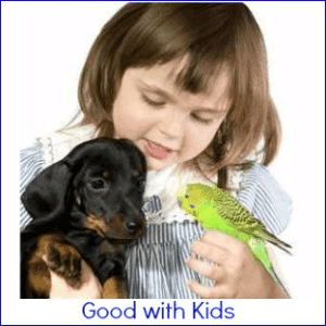 Young child holding a puppy and a budgie, against a white background