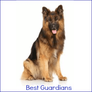 A German Shepherd dog sitting down, against a white background