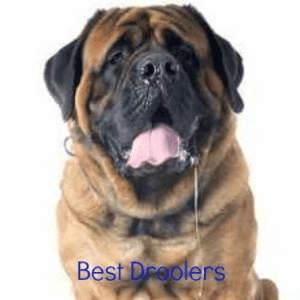 A big Mastiff dog drooling happily, against a white background