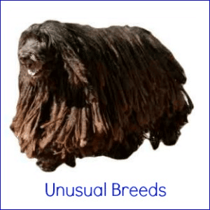 A dark Bergamasco sheepdog with dreadlocks, against a white background