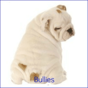 A white Bulldog sitting down with its back to the camera, against a white background