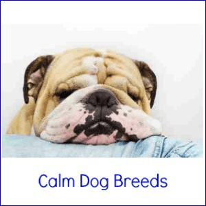 An English Bulldog sleeping calmly, resting its head on a cushion, against a white background