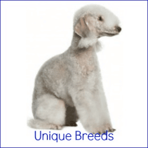 A white Bedlington Terrier sitting down facing to the right, against a white background