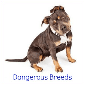 A Pitbull Terrier sitting down looking at the camera, against a white background