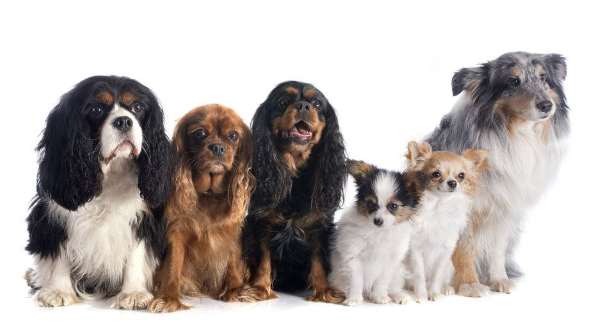 Six different dog breeds sitting side by side, against a white background.