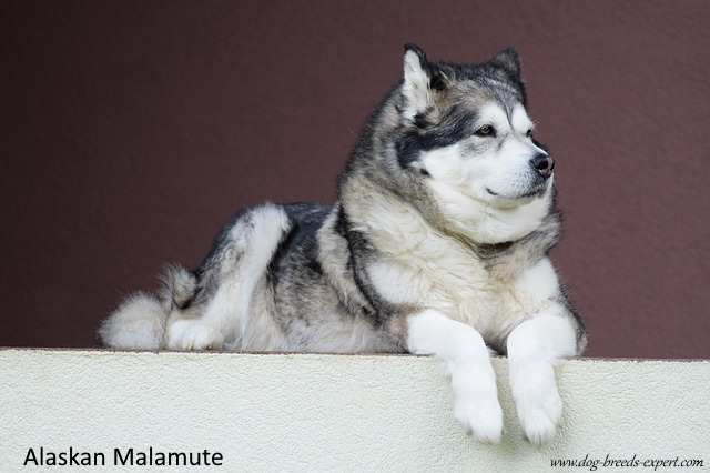 An Alaskan Malamute lying down in a dark doorway, looking into the distance