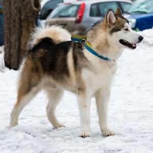 An Alaskan Malamute standing on snow, wearing a sled harness