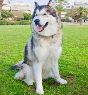 An Alaskan Malamute sitting on grass