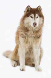 A red and white Alaskan Malamute sitting down outdoors