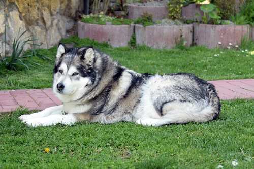 An Alaskan Malamute lying down on grass