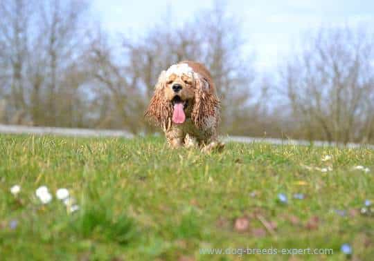 A brown American Cocker Spaniel walking on grass