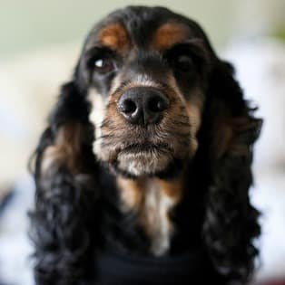 A dark brown/black American Cocker Spaniel looking at the camera