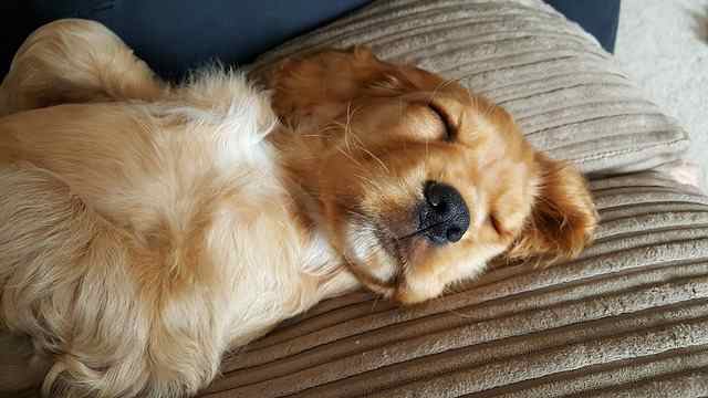 A fawn colored American Cocker Spaniel lying down asleep on the couch