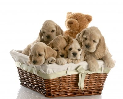 A straw basket with 4 American Cocker Spaniel puppies in it