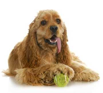 A brown American Cocker Spaniel lying down with a tennis ball under its paw