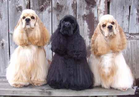 Three American Cocker Spaniels sittting down outdoors