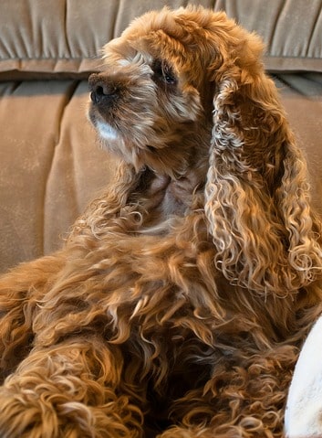 american cocker spaniel