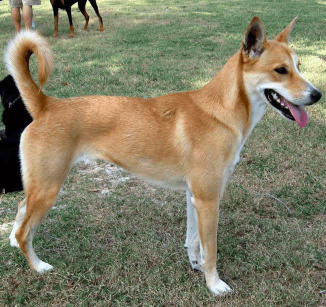 An American Dingo standing on grass.